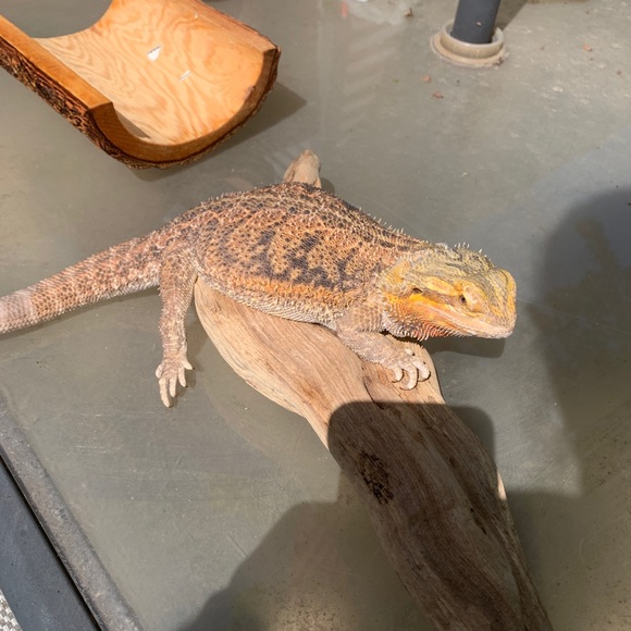 Meet your Posher, Ashley - Picture 2 of 2